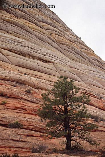 checkerboard-mtn-n-tree.jpg