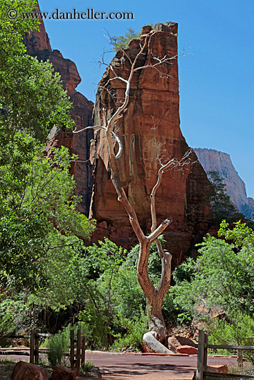 dead-tree-n-mtns-03.jpg