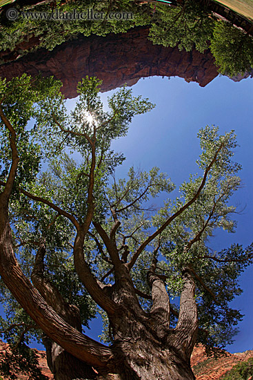 great-tree-n-mtn-fisheye-03.jpg