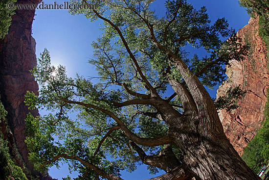 great-tree-n-mtn-fisheye-04.jpg