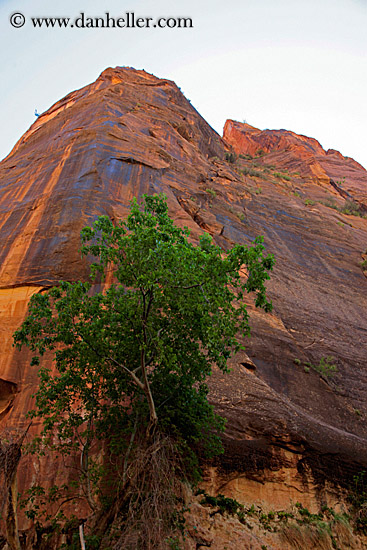 tree-n-mtn-upview.jpg