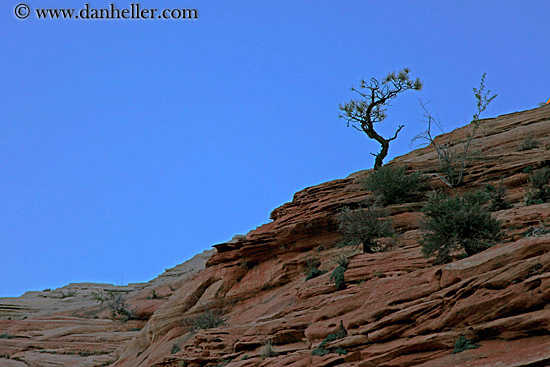 tree-silhouette-01.jpg