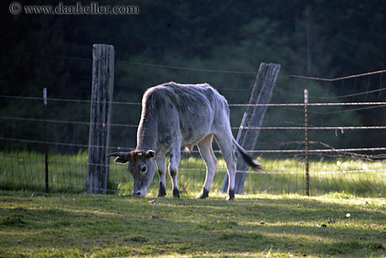 calf-grazing.jpg