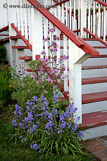 flowers-n-red-steps.jpg