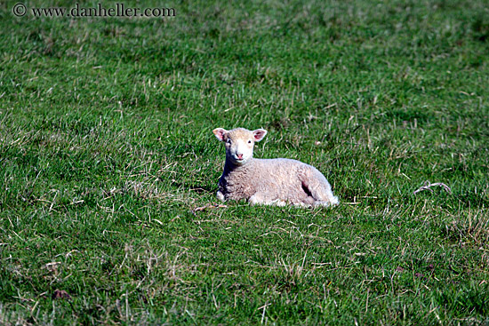 lamb-lounging.jpg