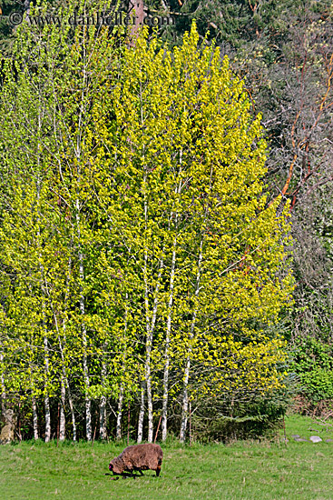 lamb-n-yellow-aspens.jpg