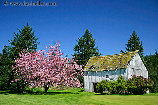 pink-tree-n-barn-01.jpg