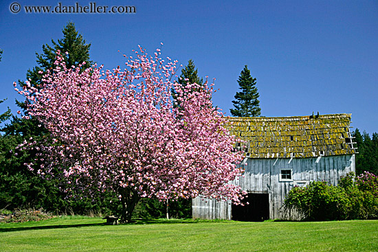 pink-tree-n-barn-03.jpg