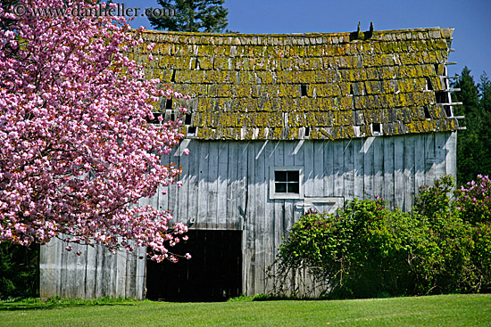 pink-tree-n-barn-04.jpg