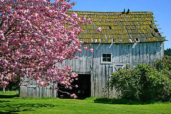 pink-tree-n-barn-06.jpg