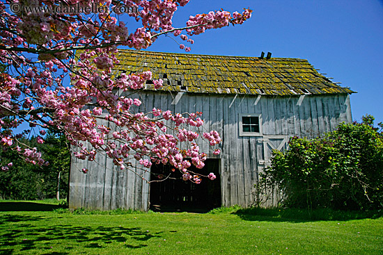 pink-tree-n-barn-07.jpg