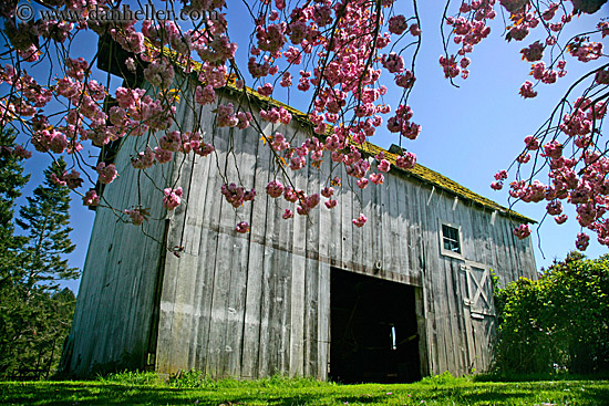 pink-tree-n-barn-08.jpg