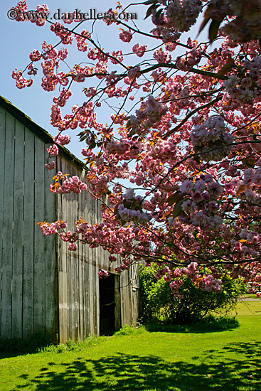 pink-tree-n-barn-09.jpg