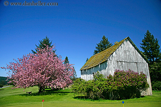 pink-tree-n-barn-10.jpg