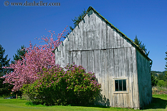 pink-tree-n-barn-11.jpg