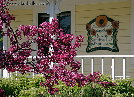 pink-tree-n-menu-sign.jpg