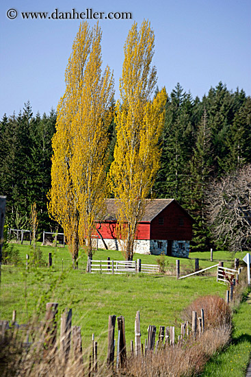 red-barn-yellow-aspens.jpg