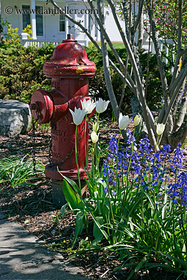 red-fire_hydrant-flowers.jpg