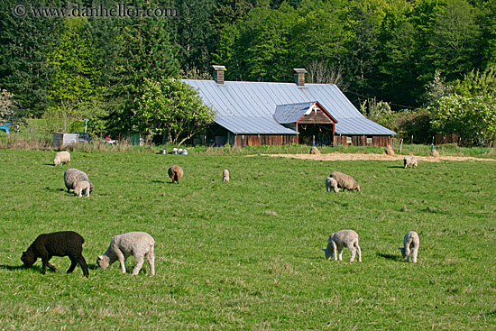 sheep-n-barn.jpg