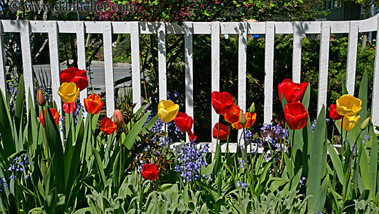 tulips-n-picket-fence.jpg