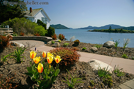 yellow-tulips-n-ocean.jpg