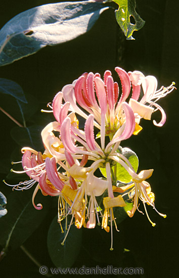 flower-1.jpg