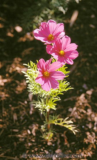 flower-2.jpg