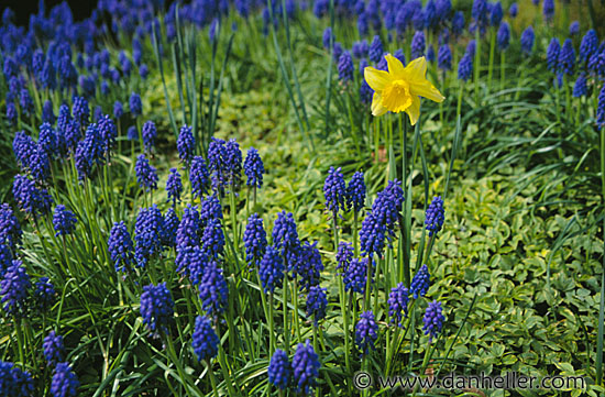 grape-hyacinths.jpg