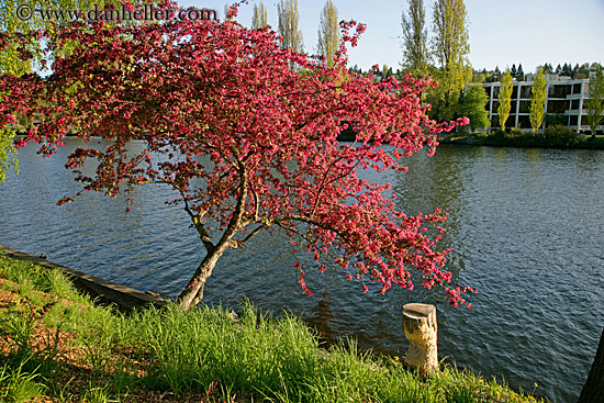 red-tree-green-grass-river-2.jpg