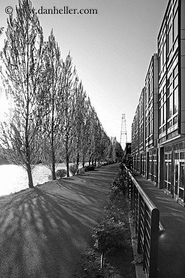 trees-shadows-bldg-bw.jpg