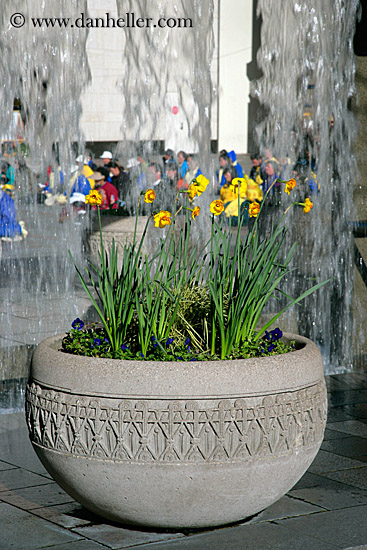 flowers-n-waterfall.jpg