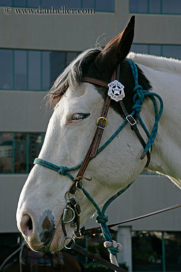 police-horse-1.jpg