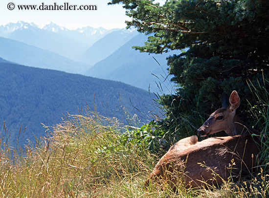 fawn-in-shade-w-mtns.jpg