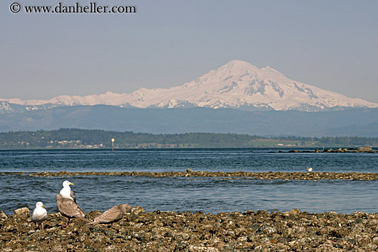 mt_baker-n-sea_gulls-01.jpg