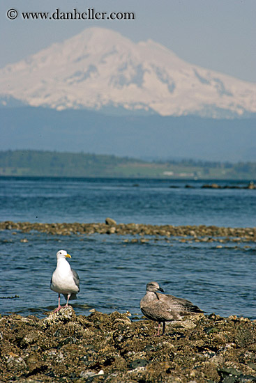 mt_baker-n-sea_gulls-02.jpg