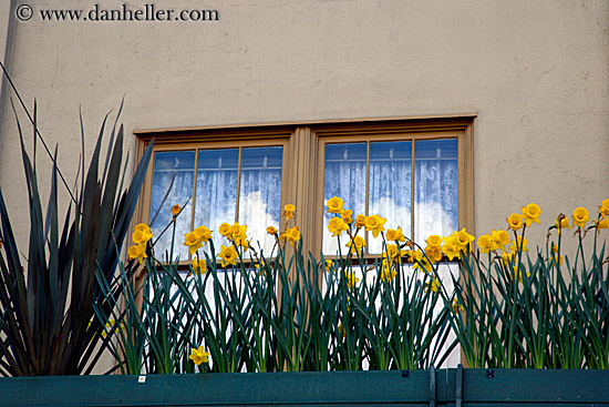 dafodils-n-windows-01.jpg