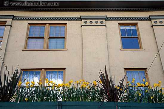 dafodils-n-windows-02.jpg