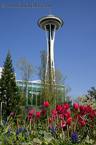 tulips-n-tower.jpg