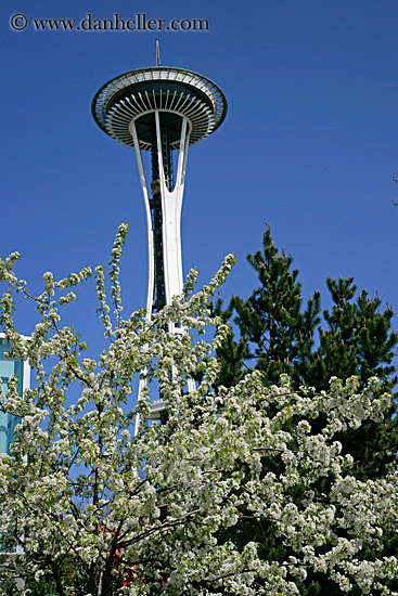 white-flowers-n-tower.jpg