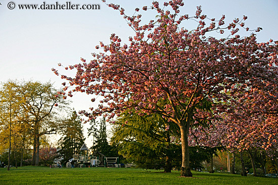 pink-tree.jpg