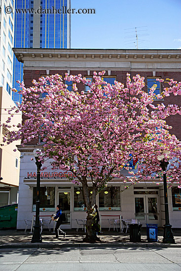 pink-tree-n-bldgs-1.jpg