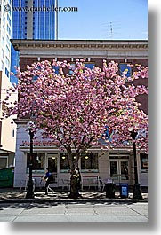 america, buildings, nature, north america, pacific northwest, pink, plants, seattle, trees, united states, vertical, washington, western usa, photograph