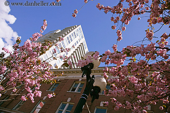 pink-tree-n-bldgs-2.jpg