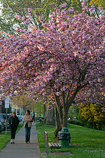 pink-tree-n-women-walking-1.jpg