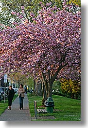 images/UnitedStates/Washington/Seattle/Trees/pink-tree-n-women-walking-1.jpg