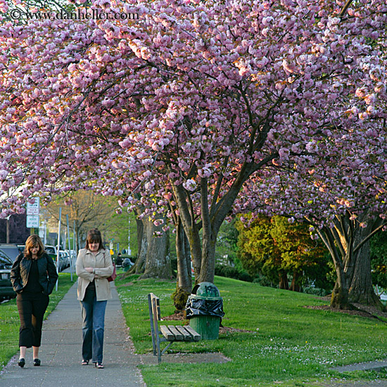 pink-tree-n-women-walking-2.jpg