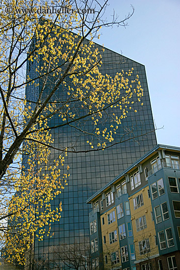 reflection-building-n-tree-1.jpg