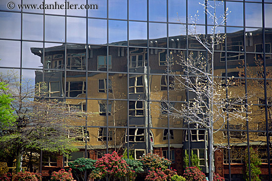 reflection-building-n-tree-2.jpg