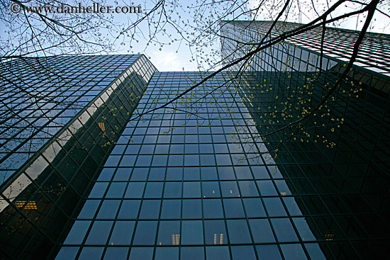 reflection-building-n-tree-3.jpg