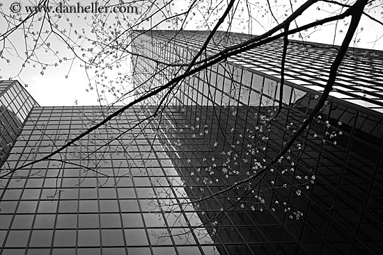 reflection-building-n-tree-3-bw.jpg